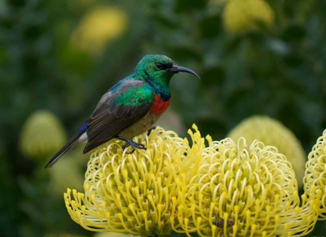 Bird sitting on a flower